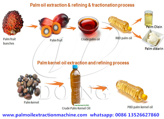 EASIEST AND QUICKEST WAY TO MAKE PALM KERNEL OIL AT HOME(2 WAYS) 