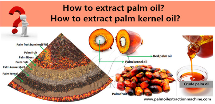 Palm oil and palm kernel oil.jpg