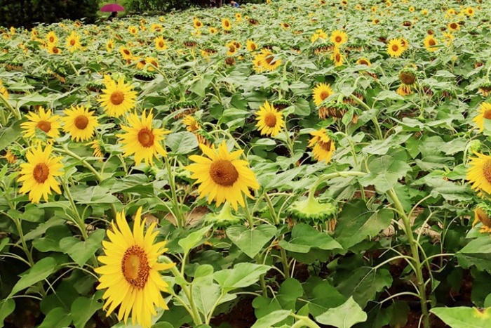 Sunflower seed planting.jpg