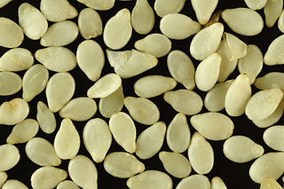 White sesame seed