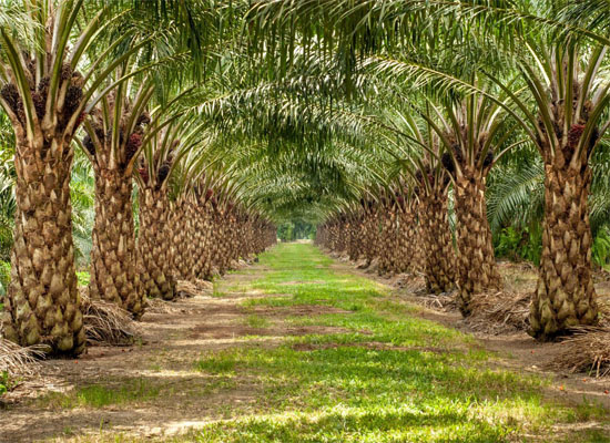 palm oil plantation
