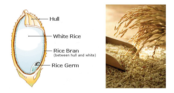 rice bran oil structure