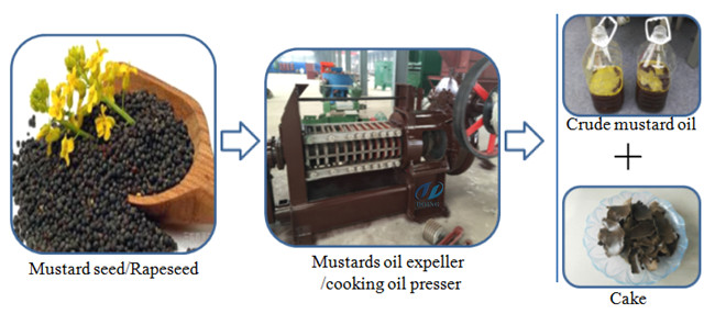 mustard oil expeller