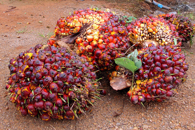 palm oil production line 