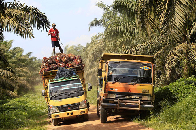  Oil palm plantations