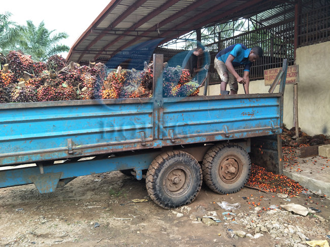 palm oil mill plant 