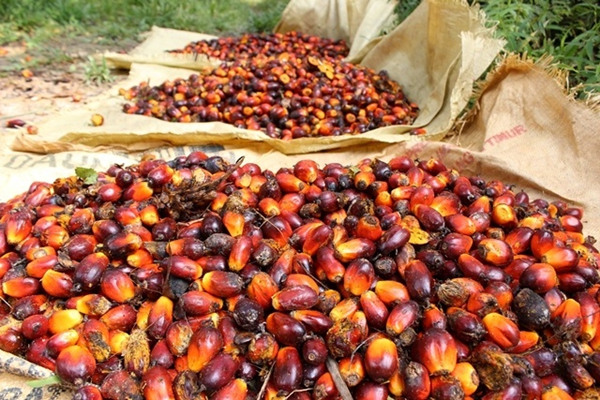 separated palm fruit