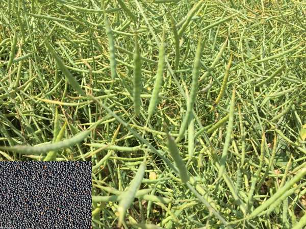 rapeseed 