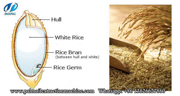 rice bran