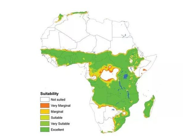 soybean oil produciton in Africa