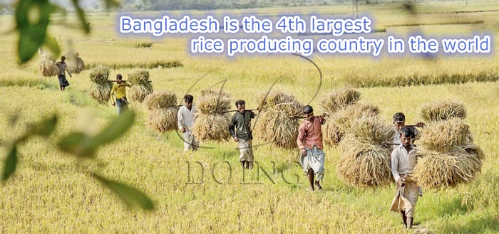 rice production in Bangladesh