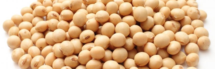 soybean