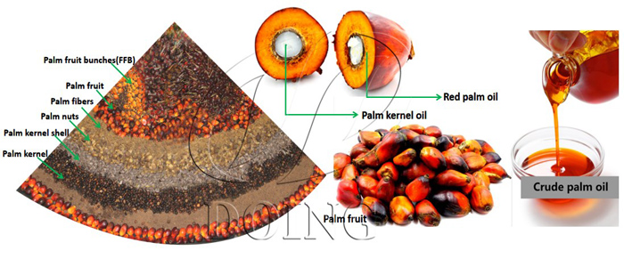 Palm and palm kernel