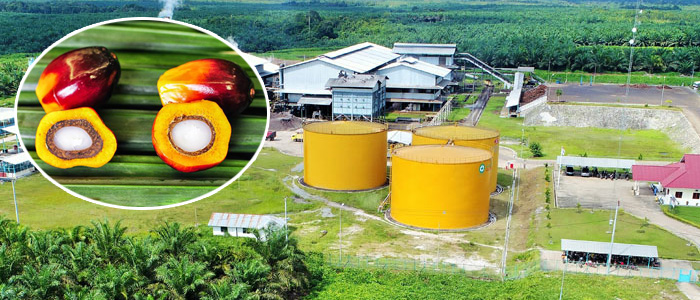 palm oil mill plant