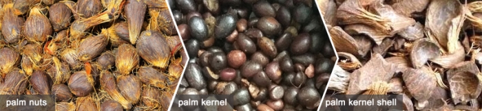 palm nuts, palm kernel and palm kernel shell