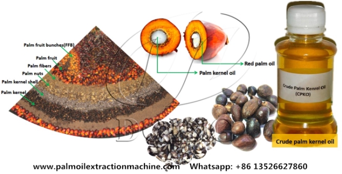 palm kernel oil