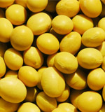 soybean oilseed