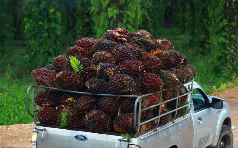 Palm