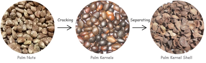 Palm nuts and palm kernels and palm kernel shell
