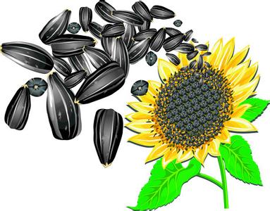 Sunflower Seed 