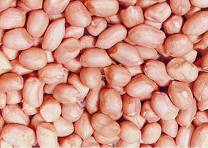 Groundnut/peanut seed