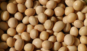 Soybean/ soya/ soya bean