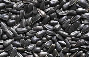 Oil sunflower seed