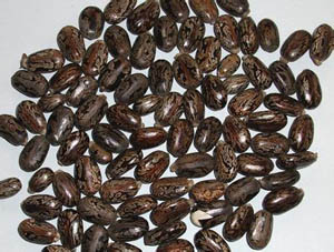 Castor seed