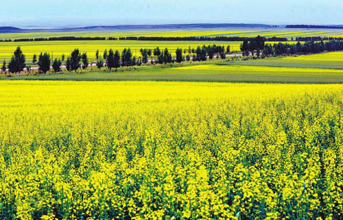 Rapeseed plant