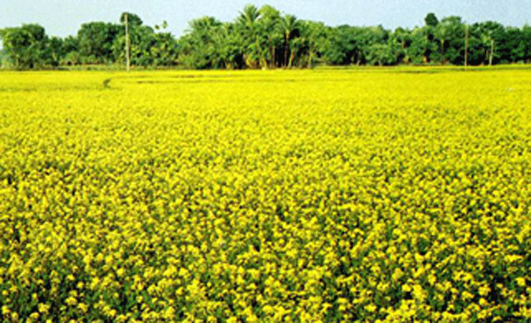 mustard oil plant