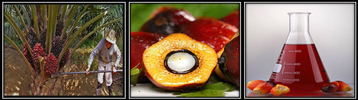 palm fruit and palm oil 