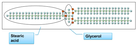 structure of a triglyceride 