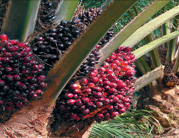 oil palm plantation