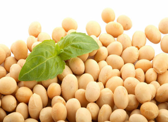 soybean 