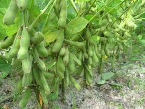 soybean