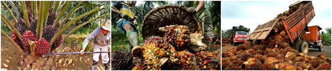 palm oil press production