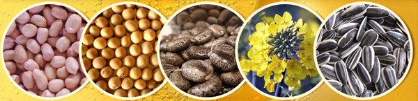 oilseeds 