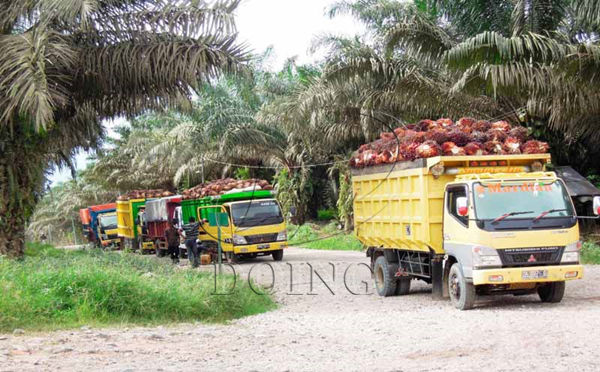 palm oil production 