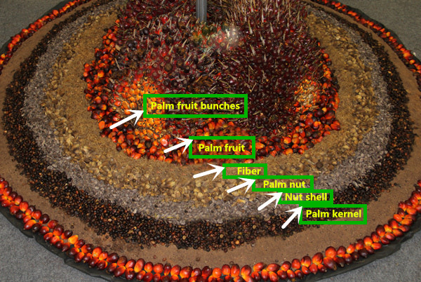 palm oil and palm kernel oil 
