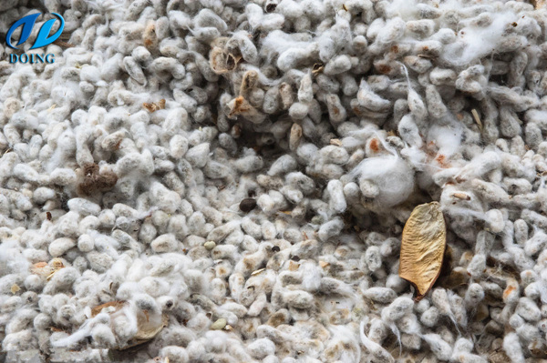 cottonseed