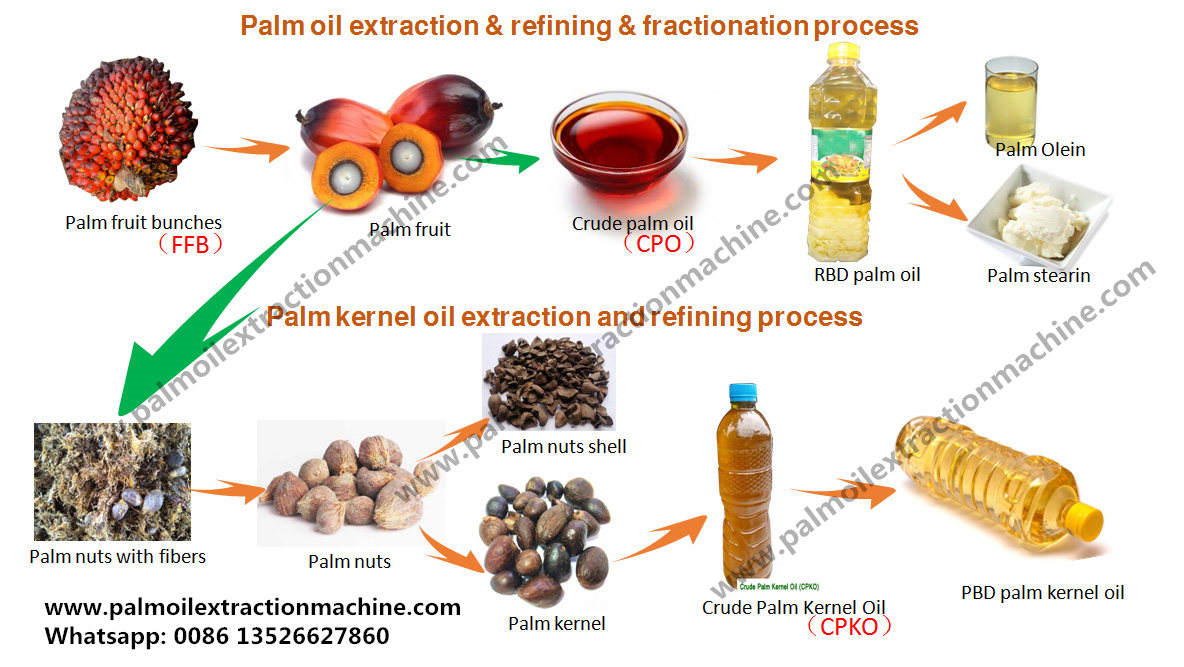 An overview of palm oil and palm kernel oil production process__Vegetable  oil processing technology