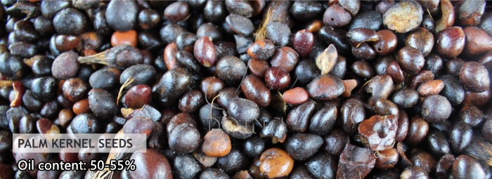 palm kernel